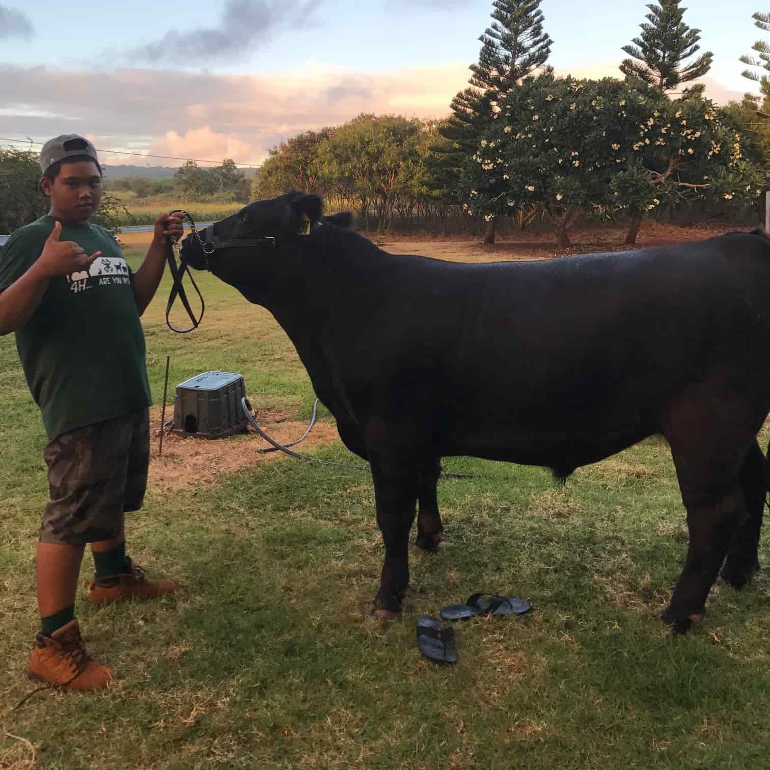 Hawaii Middle School Student Funds 4-H Livestock Project with Help from Youth Loan
