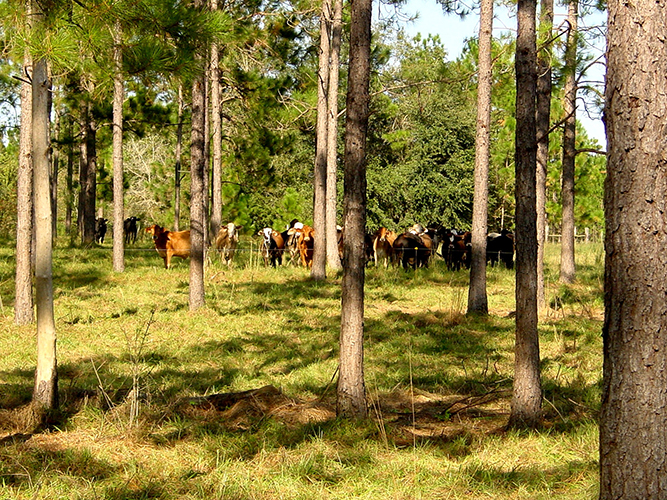 Agriculture and Forestry: 5 Ways Agroforestry Can Work for You and Your Land 