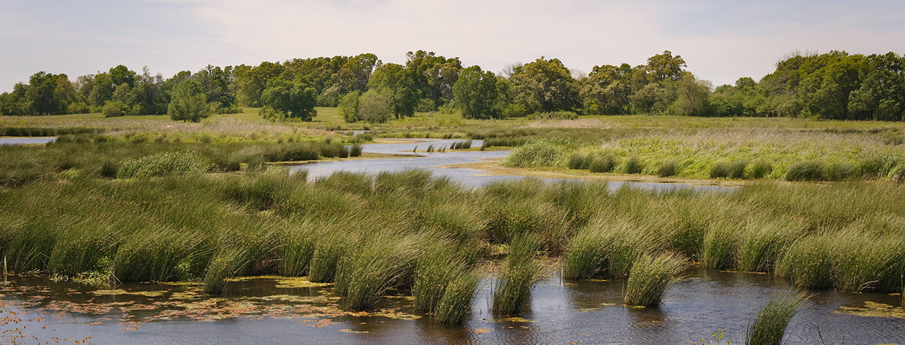 5 Wetland Services for Your Operation and Beyond