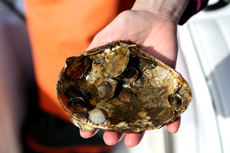 Bringing Oysters Back to Bissel Cove in North Kingstown, Rhode Island