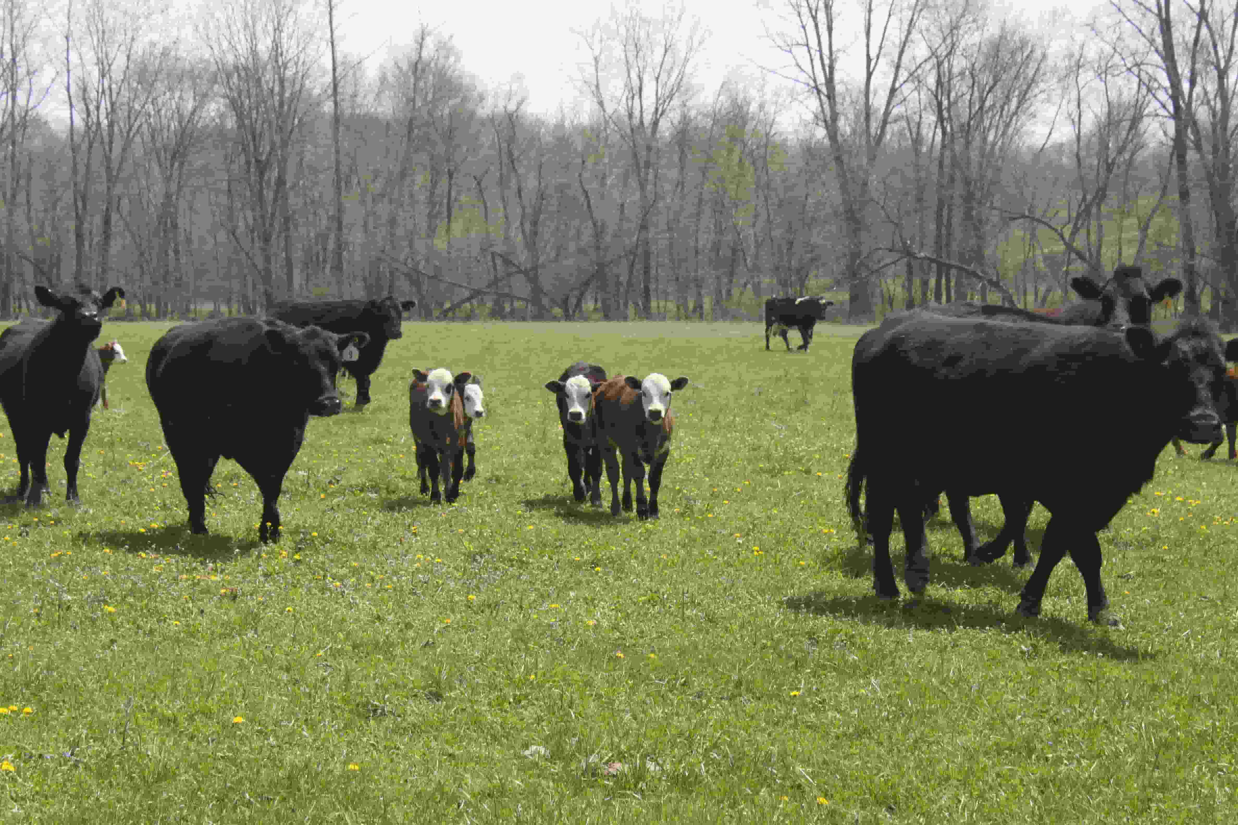 USDA Helps Livestock Producer Rebound from Unexpected Flash Flooding