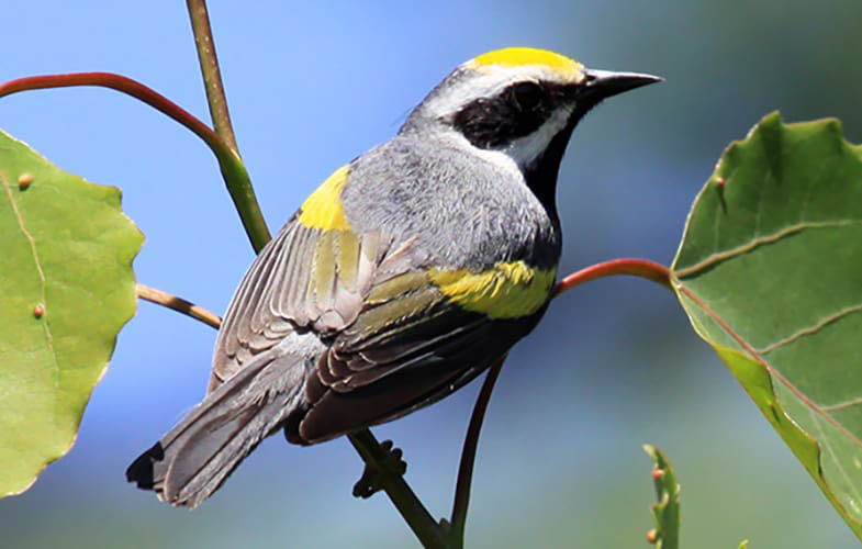 Birds of a Feather on Working Lands 