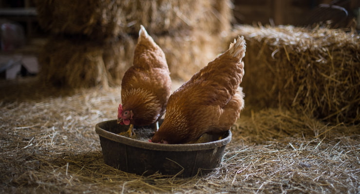 "Chickens feeding in a barn surrounded by hay"