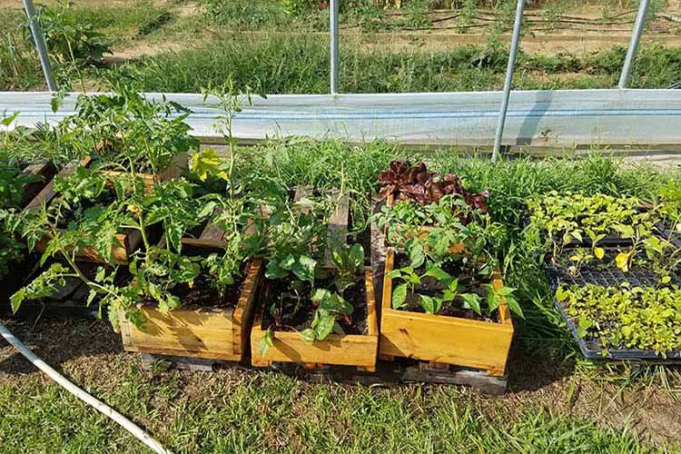 Healthy, growing produce on Foot Print Farms.