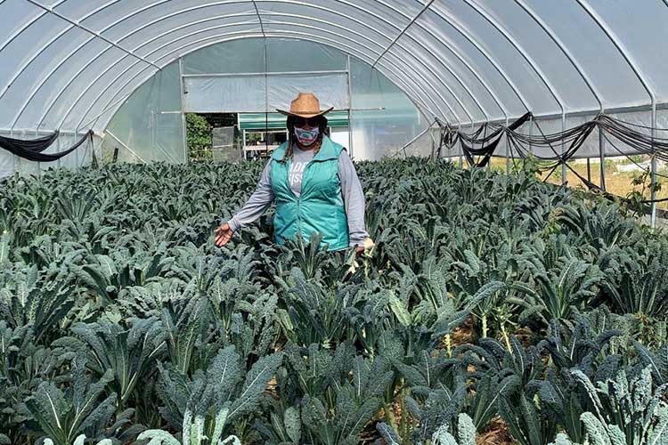 A person in a high tunnel structure, protecting crops and extending the growing season.