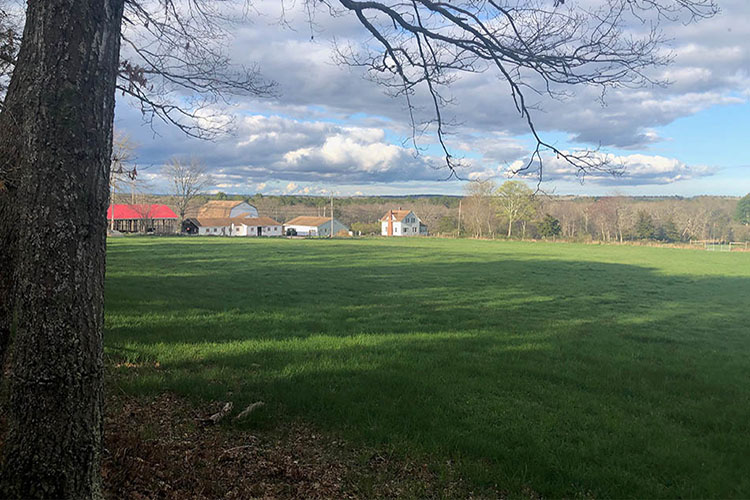 A photo of green pasture on Stoney Hill Cattle Company.