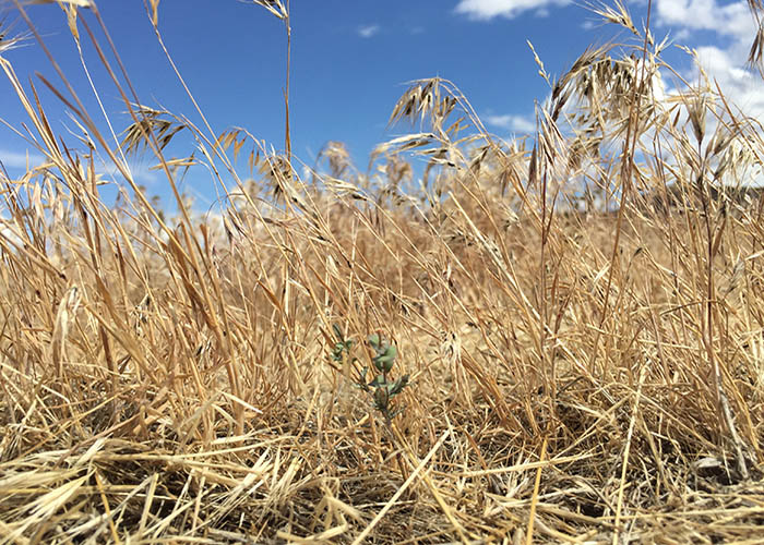 Don’t Get Cheated By Invasive Grasses