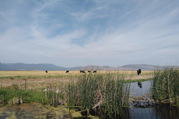 Ask the Expert: New to Farming Because of the Pandemic Q&A with Anne Stephens