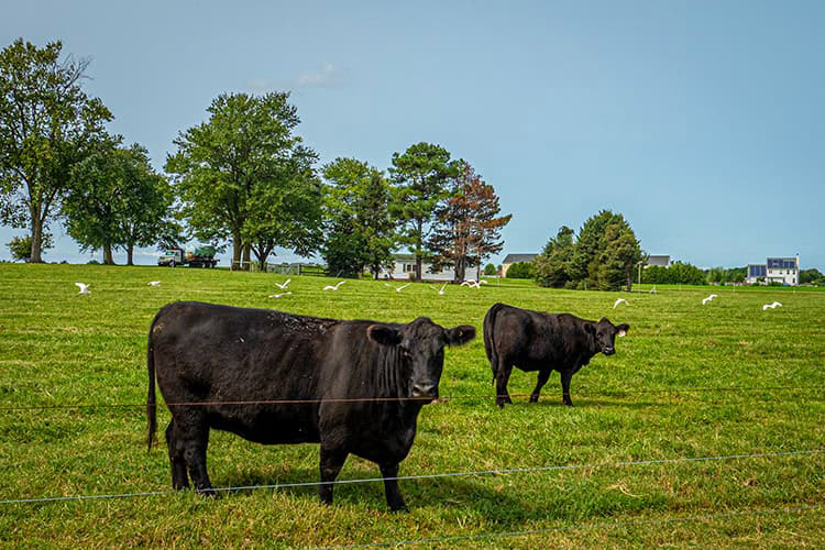 Black Angus on Ethan’s operation in Queenstown, Maryland.