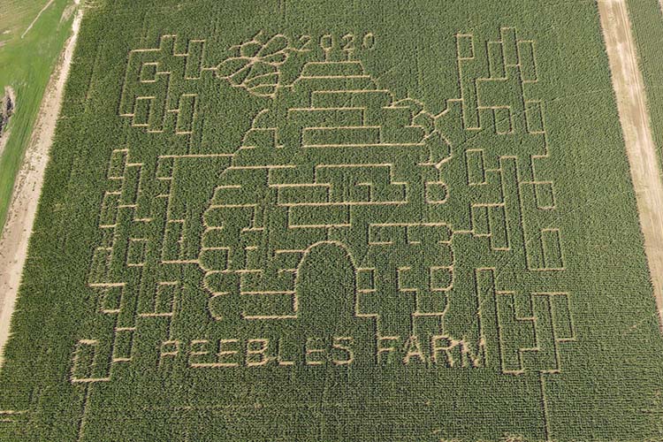 Aerial shot of the corn maze at Peebles Pumpkin Patch and Corn Maze