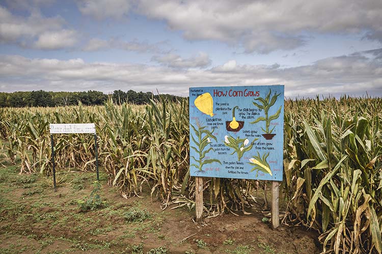 A sign explains how corn grows in front of a large field of corn.