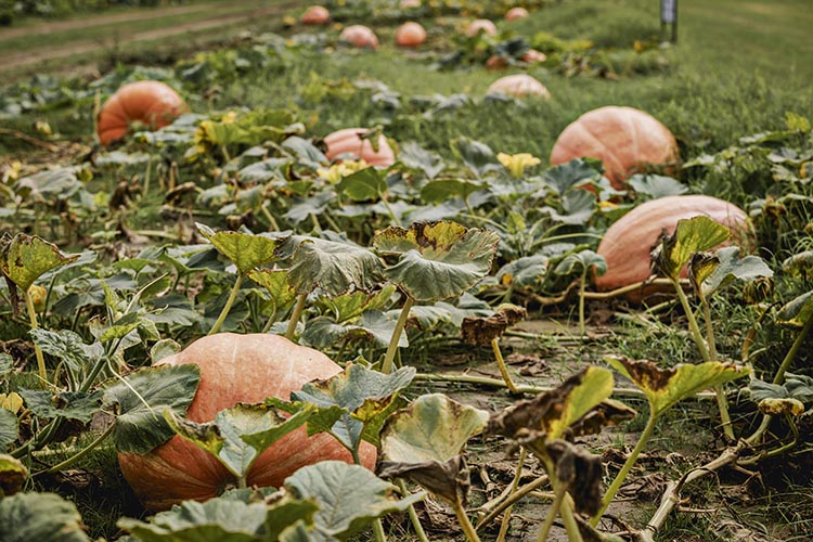 Peebles Fam works with USDA to protect their crops and conserve natural resources on their farm.