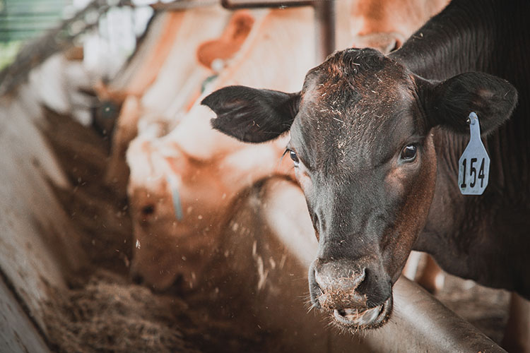 Fridays on the Farm: Coming Back to the Ranch