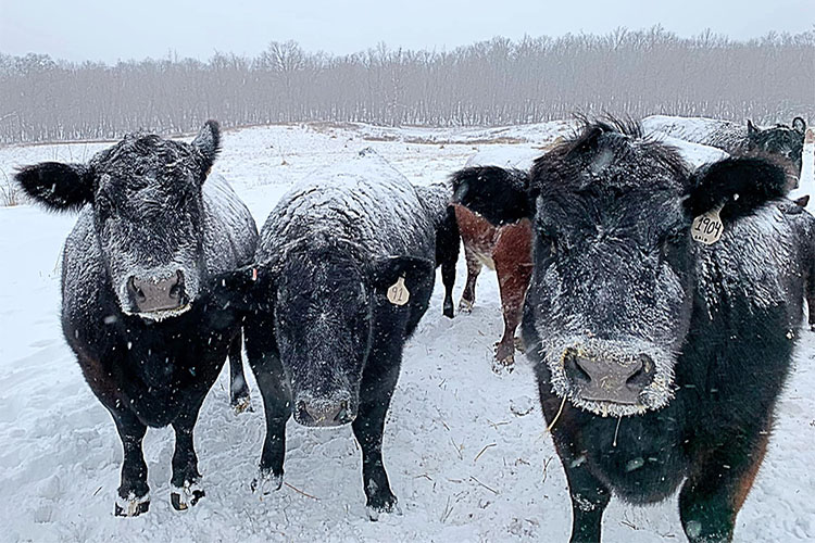 Livestock in Missouri weather the winter storms.