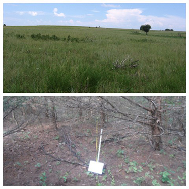 Before and after showing a fertile prairie and a grassless area of redcedars.