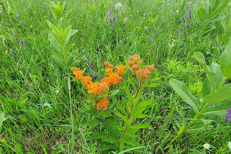 Building A Home for the Butterflies, Bees, and Prairie Chickens