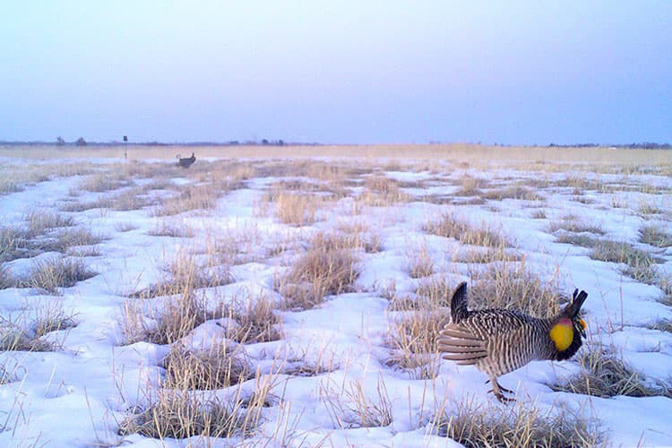 Prairie chickens thrive on the permanent easement. Photo courtesy of Wisconsin Department of Natural Resources.