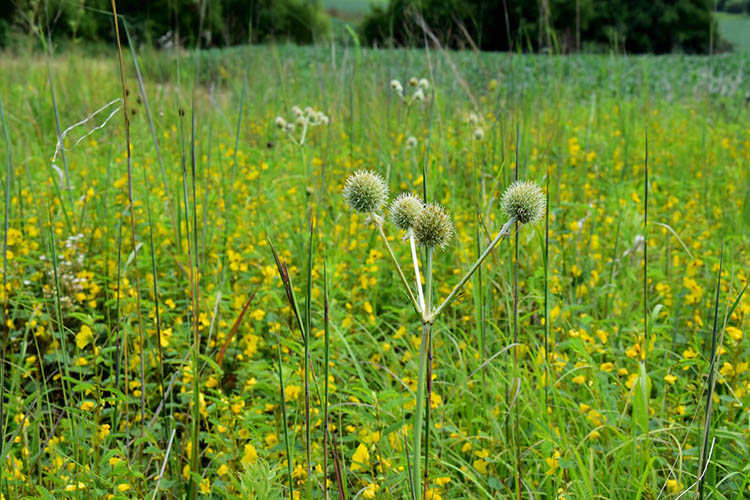 Rattlesnake Master grows proudly on a section of the farm.