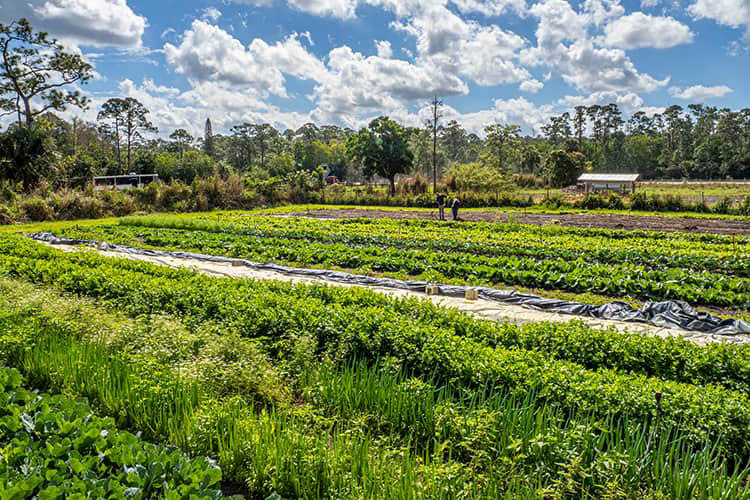 Partner with USDA to implement voluntary conservation practices that mitigate the impacts of climate change and strengthen your operation.