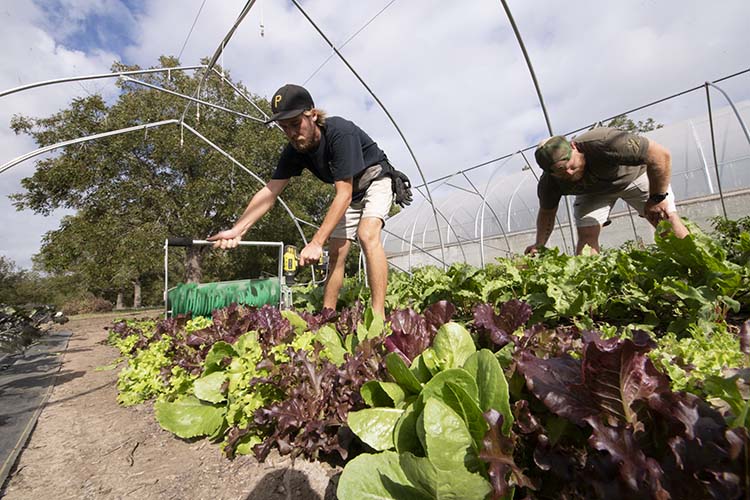 Chef Ian Lanphear uses a handheld harvester to shear leafy greens at Green Bexar Farm, in Saint Hedwig, Texas, near San Antonio.