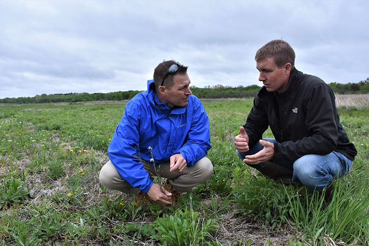 (L to R) TJ Rogers and Caleb Zahn inspect species growth after planting 39 acres of a multi-species pollinator mix. Photo taken in 2017.