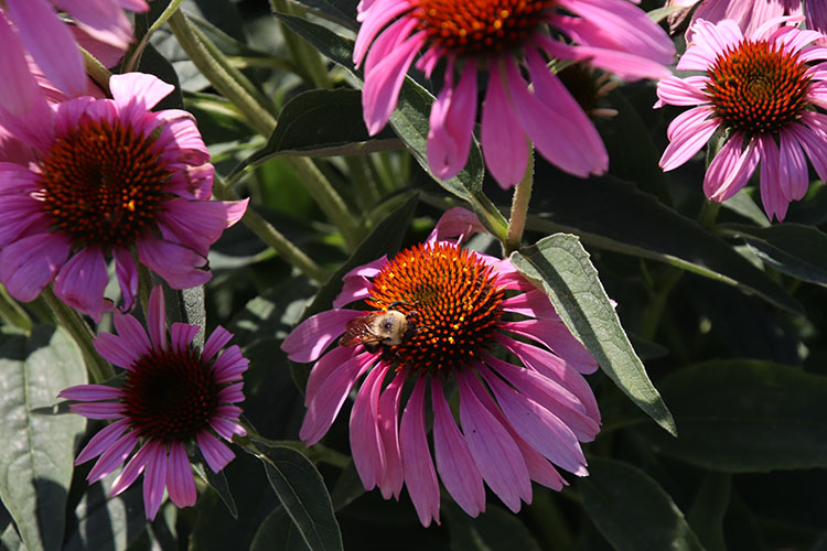 The native plants growing in the pollinator garden attract pollinators, like bees, to help the crops grow and flourish. Photo courtesy of Unity Gardens.