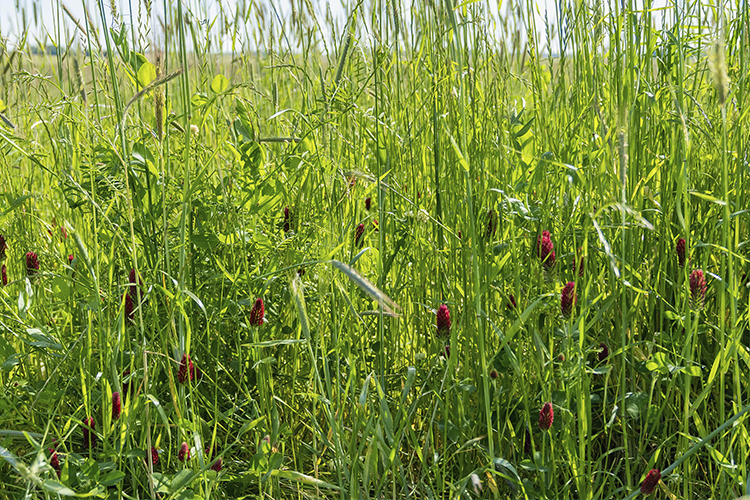 Tall grass