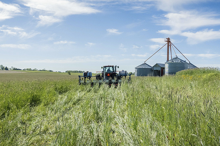 Cover Crops Play a Starring Role in Climate Change Mitigation 