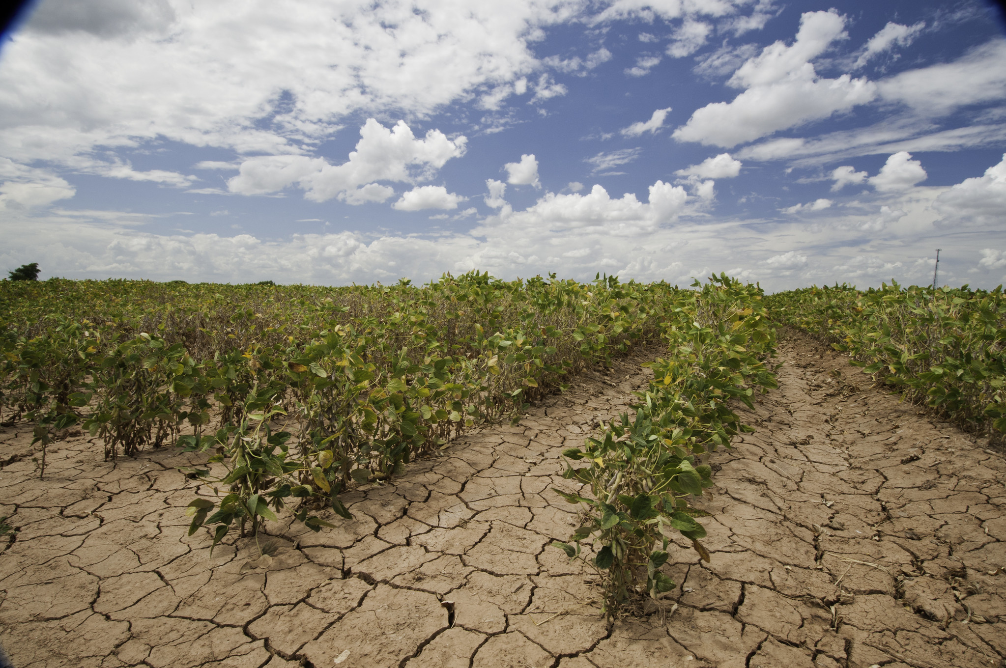 Five Facts About the United States Drought Monitor