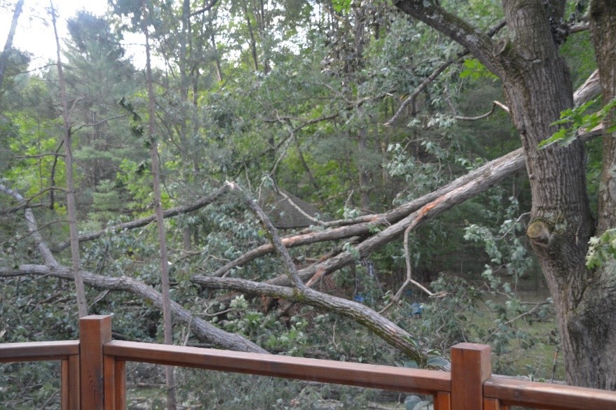 Fallen trees in forest
