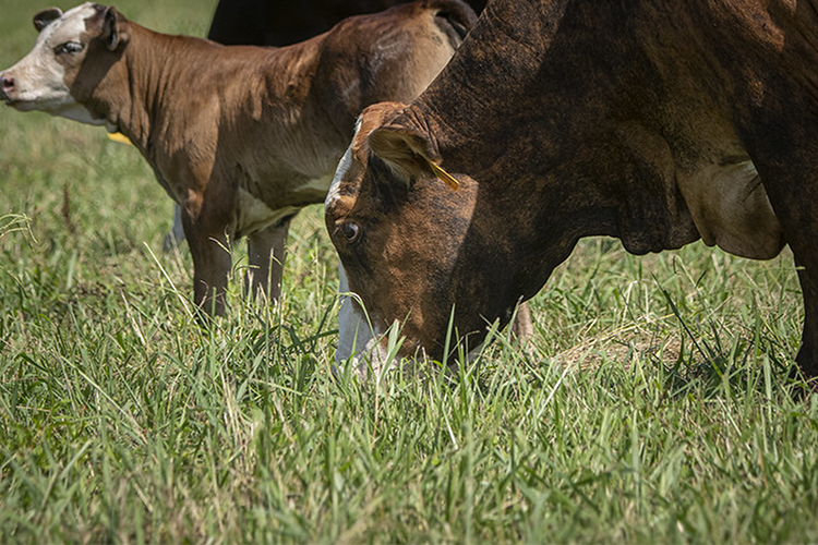 Cattle behind fence