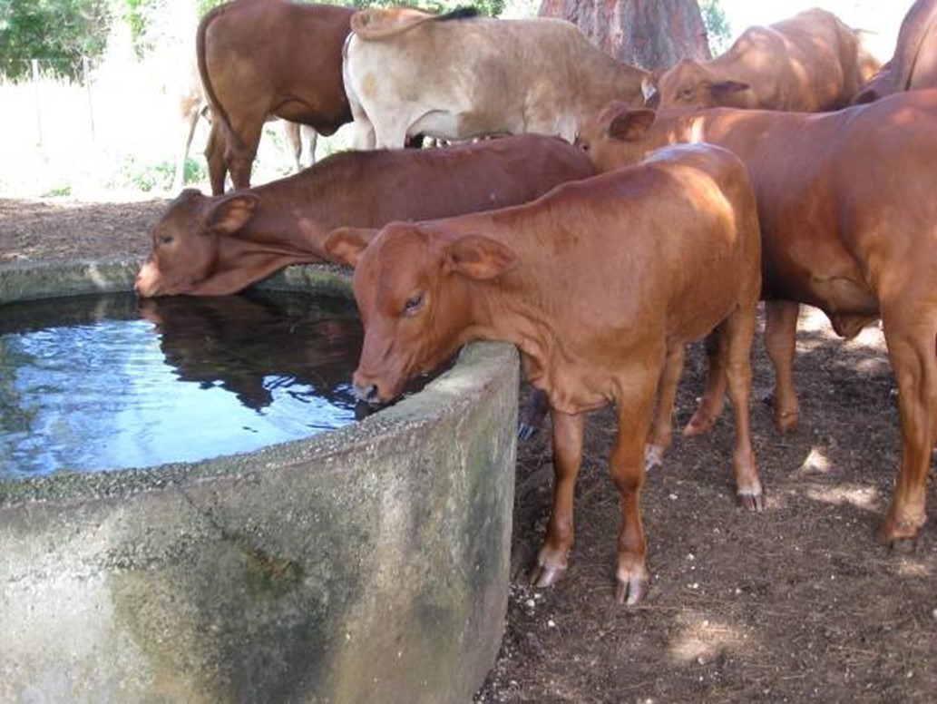 Fridays on the Farm: A Recipe for Success on Tinian Island