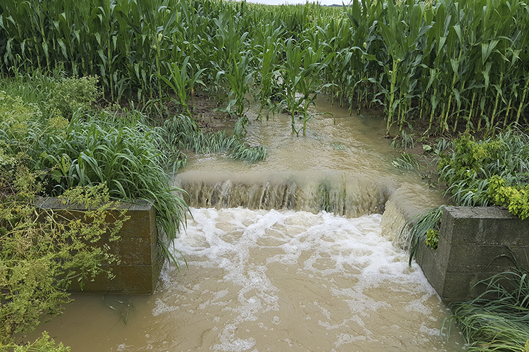 Water run off from a corn field