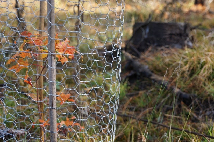 Fridays on the Farm: Restoring Michigan Forestland in the Aftermath 