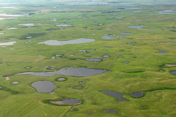 Ask the Expert: A Q&A on Agricultural Wetlands and Water Quality with Dr. Joseph Prenger