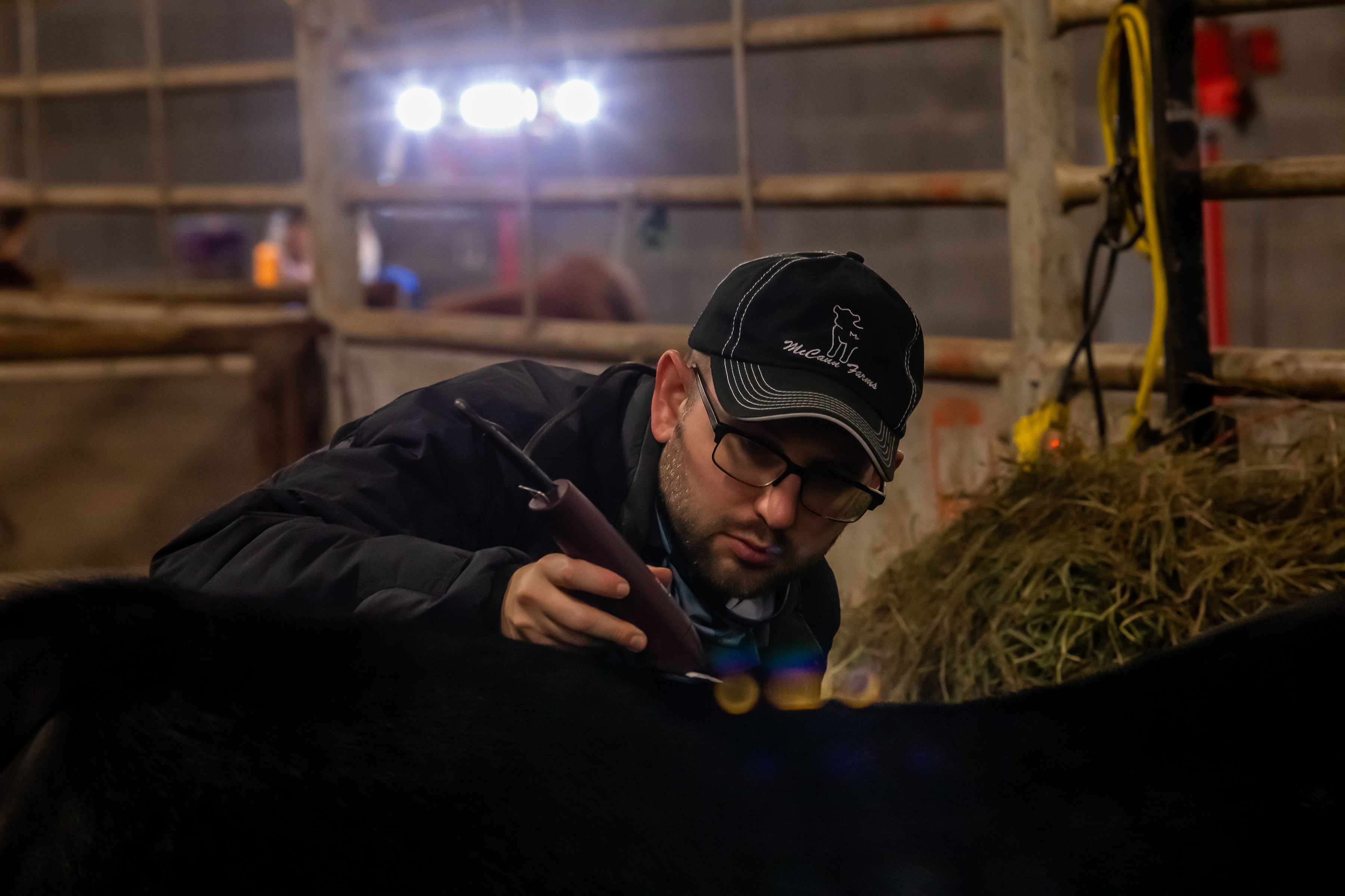 Person shaving cattle