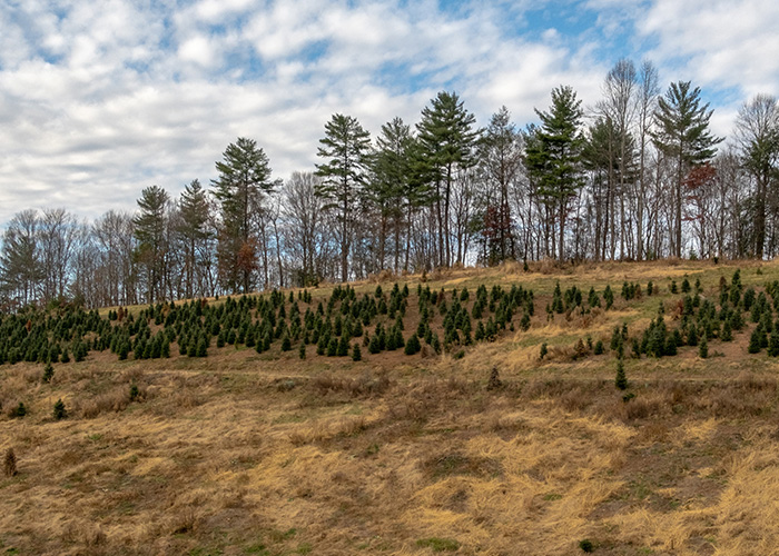 A field containing new growth trees
