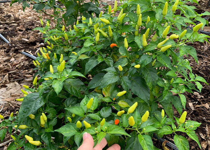 Chili pepper plant