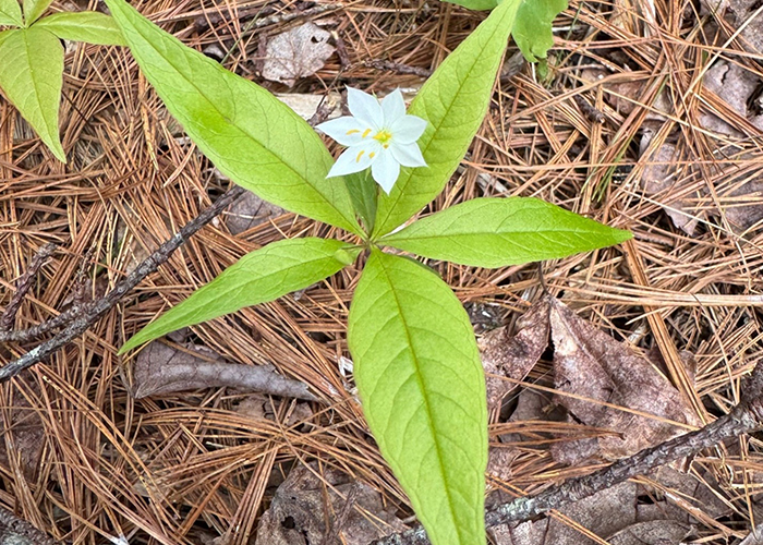 White star flower