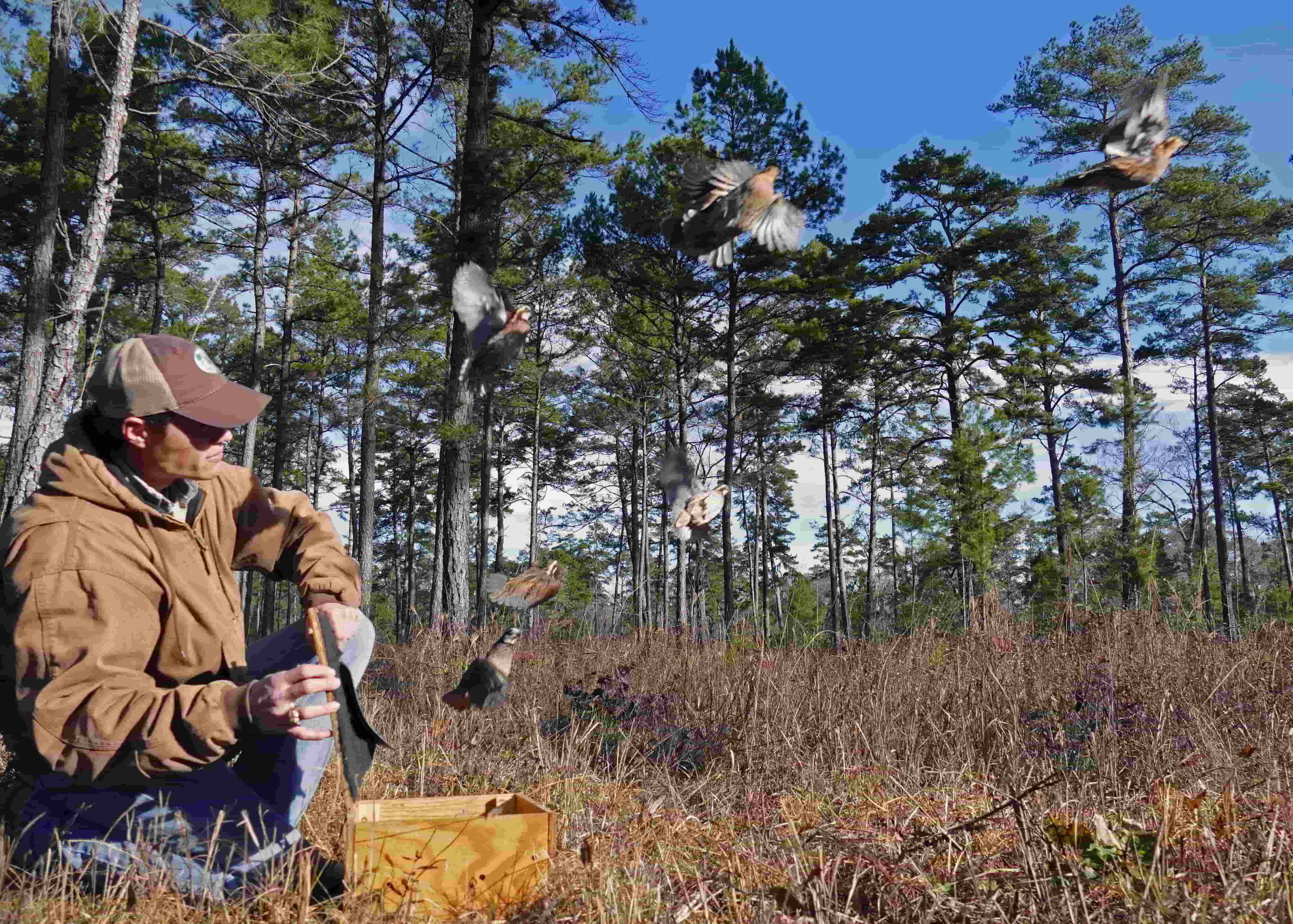 Northern Bobwhite Quail: Restoring a Species