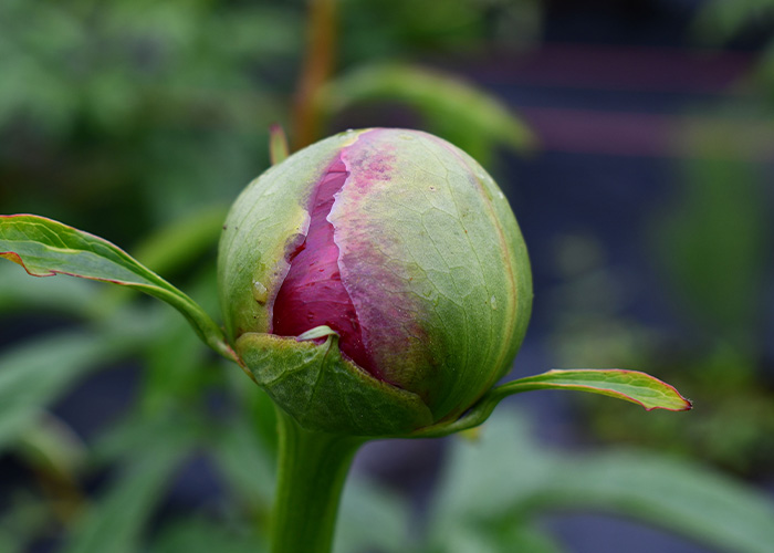 Peony bulb