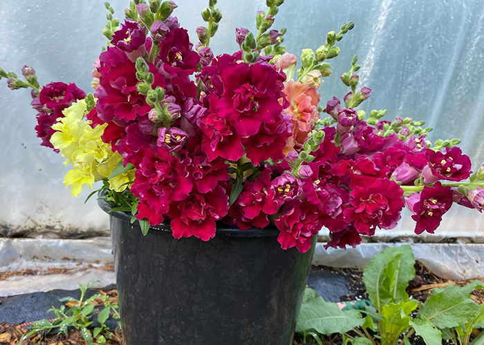 Cut flowers in pot of water