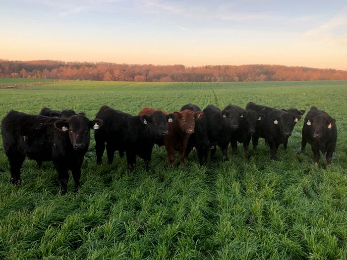 Cattle standing in field