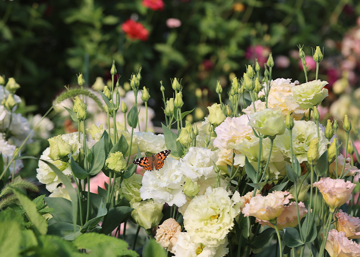 Monarch butterfly on flower bloom