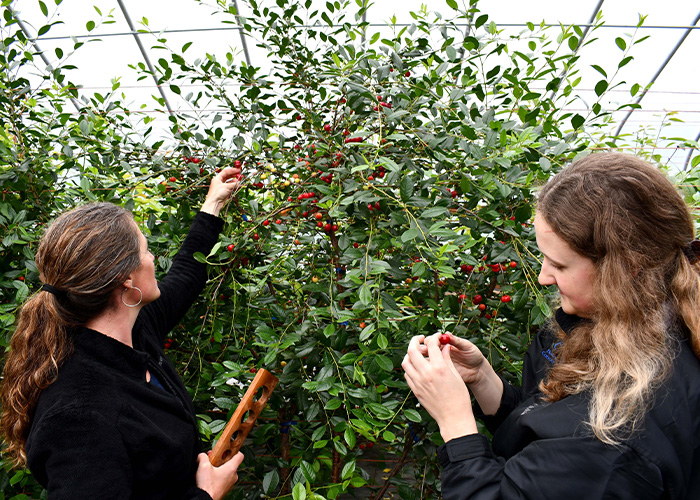 Two people looking at cherries on tree