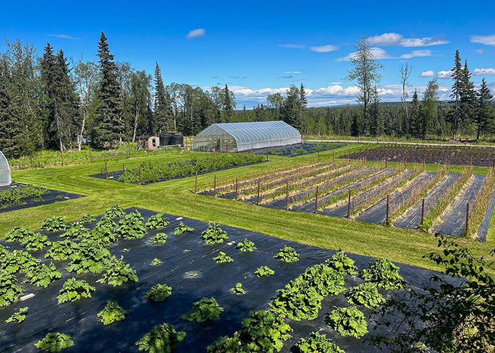 Aerial view of crops in ground