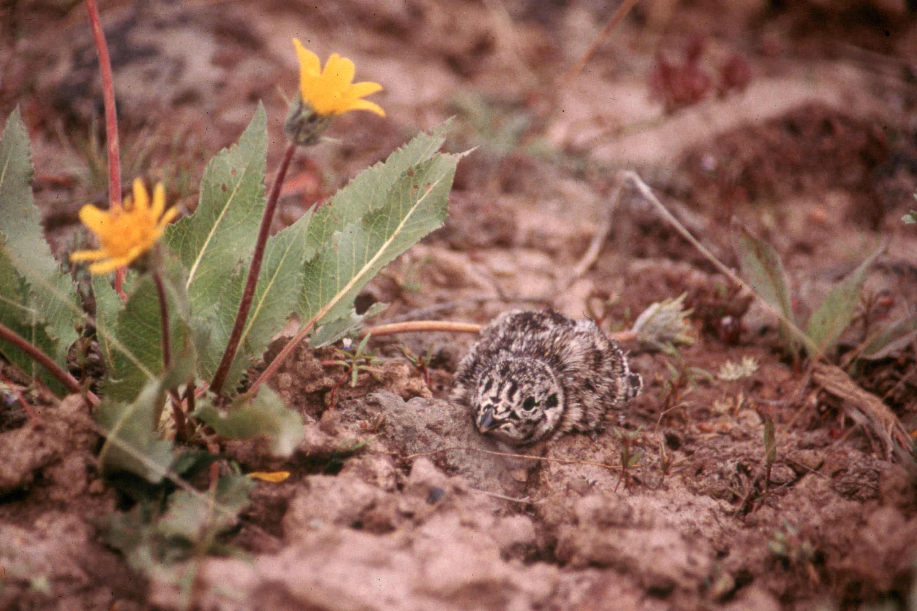Grazing Lands Grow More Bugs for Birds to Eat