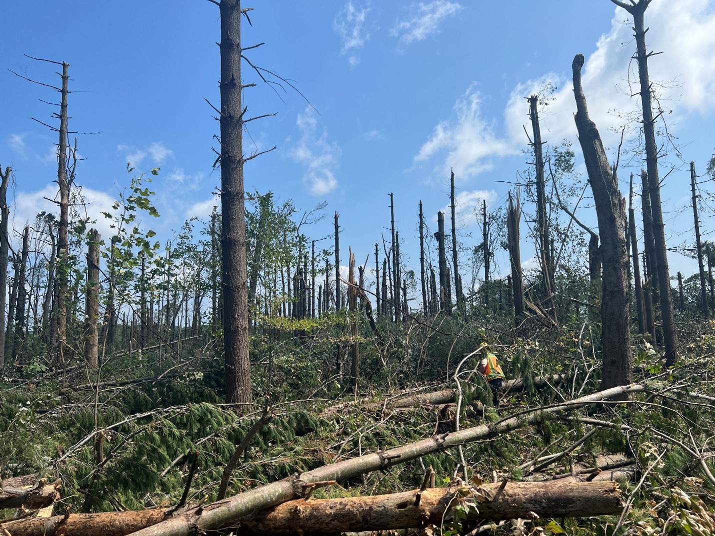 Myth Busters: Learn the Facts about the Emergency Forest Restoration Program 