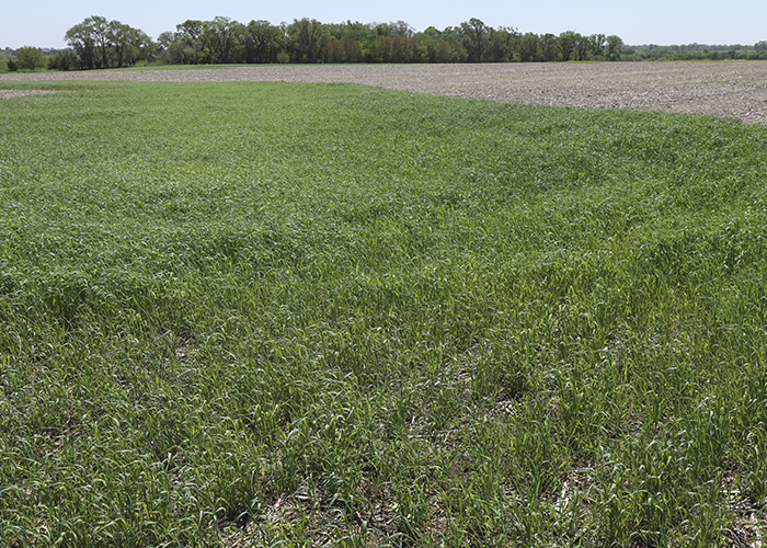 Rye growing in a field