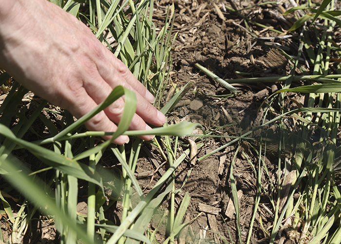 Hand touching soil